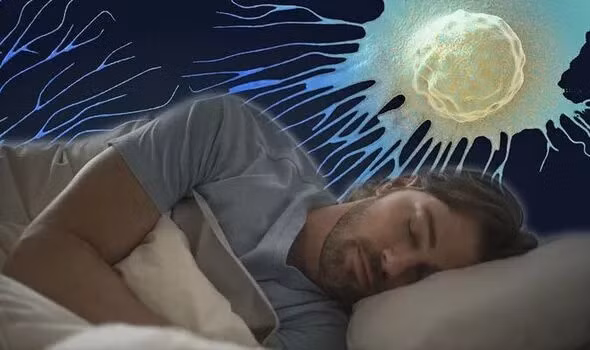 Cơ thể trải qua quá trình sửa chữa chuyên sâu trong thời gian ngủ. Ảnh: Shutterstock