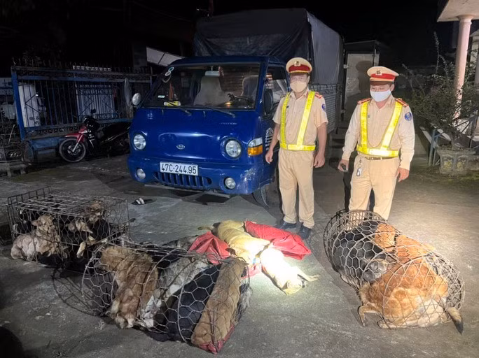 Lực lượng CSGT bắt giữ chiếc xe tải chuyên dùng trộm chó