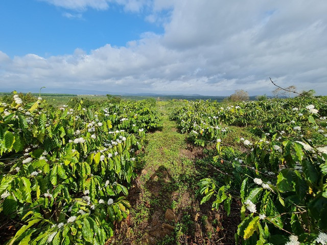 Đắk Nông là địa phương có sản lượng cà phê đạt 336.000 tấn/năm (đứng thứ 3 cả nước) - Ảnh: VGP/Thế Phong Đắk Nông là địa phương có sản lượng cà phê đạt 336.000 tấn/năm (đứng thứ 3 cả nước) - Ảnh: VGP/Thế Phong