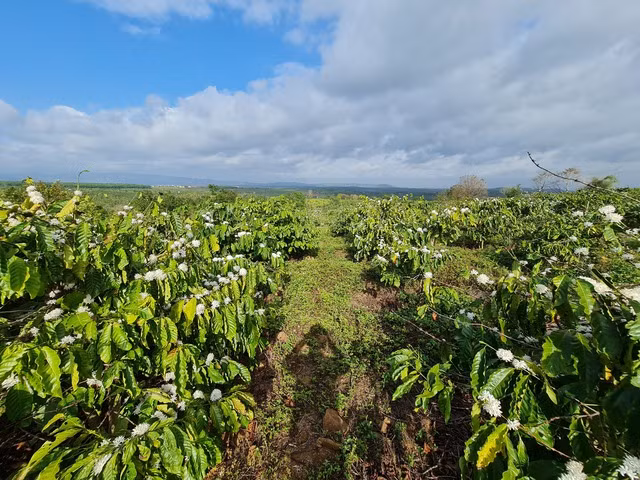 Đắk Nông là địa phương có sản lượng cà phê đạt 336.000 tấn/năm (đứng thứ 3 cả nước) - Ảnh: VGP/Thế Phong