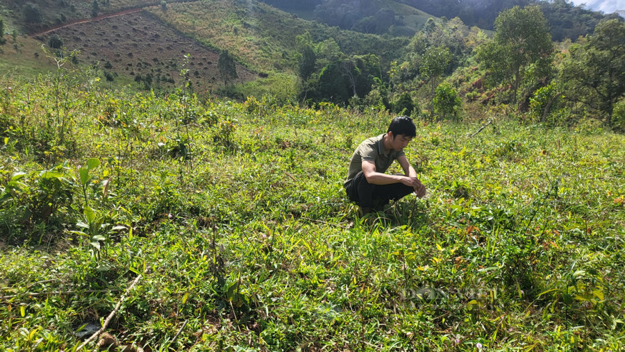 Diện tích trồng cây sơn tra của người dân chết khô nằm tràn lan trên những quả đồi. Ảnh: H.L