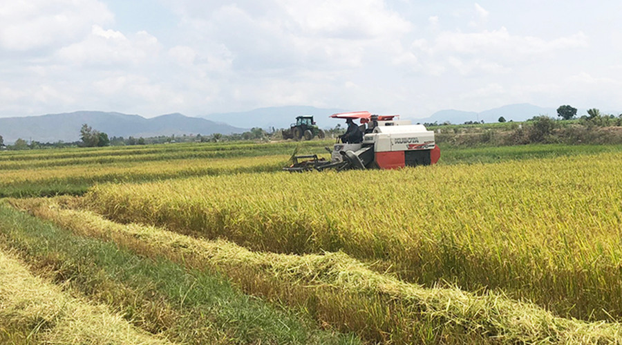 Người dân huyện Chư Păh thu hoạch lúa. Ảnh: Lê Nam Người dân huyện Chư Păh thu hoạch lúa. Ảnh: Lê Nam