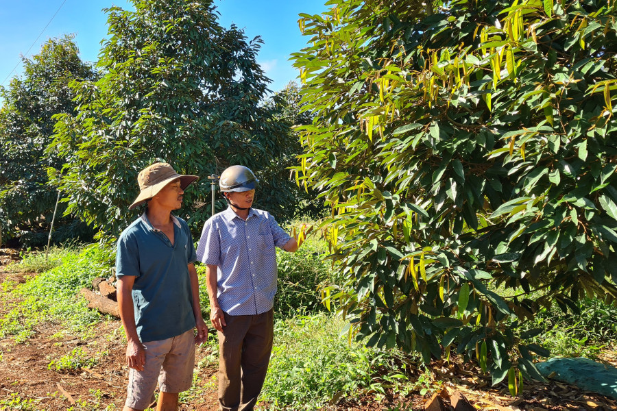 Vườn sầu riêng của anh Nguyễn Phước Thiện (thôn 2, xã Ia Blang) vụ năm nay cho thu nhập hơn 2 tỷ đồng. Ảnh: Ngọc Sang