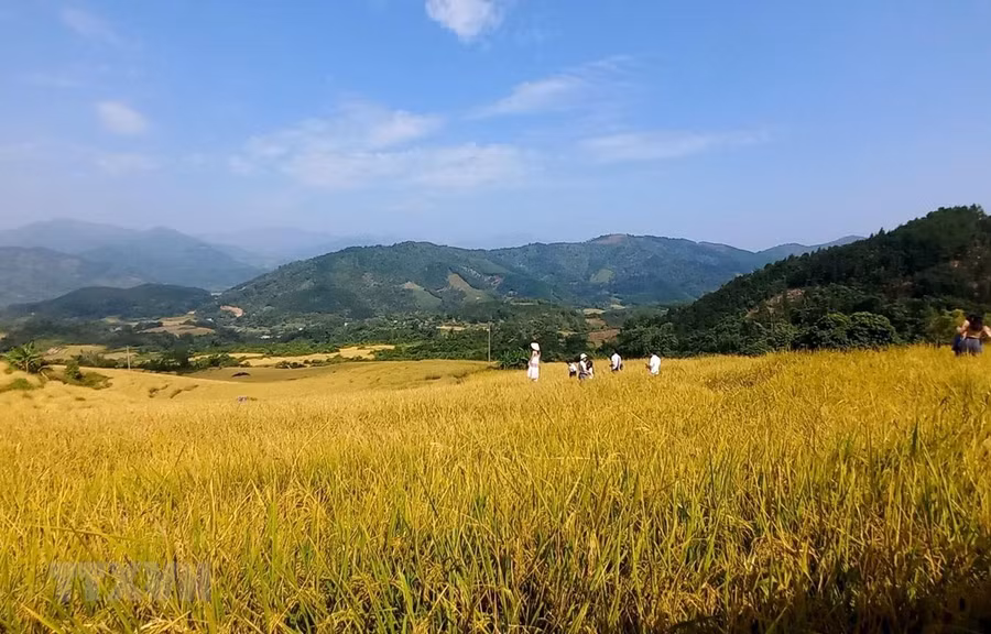 "Mùa vàng Bình Liêu" thu hút du khách. (Ảnh: TTXVN phát)