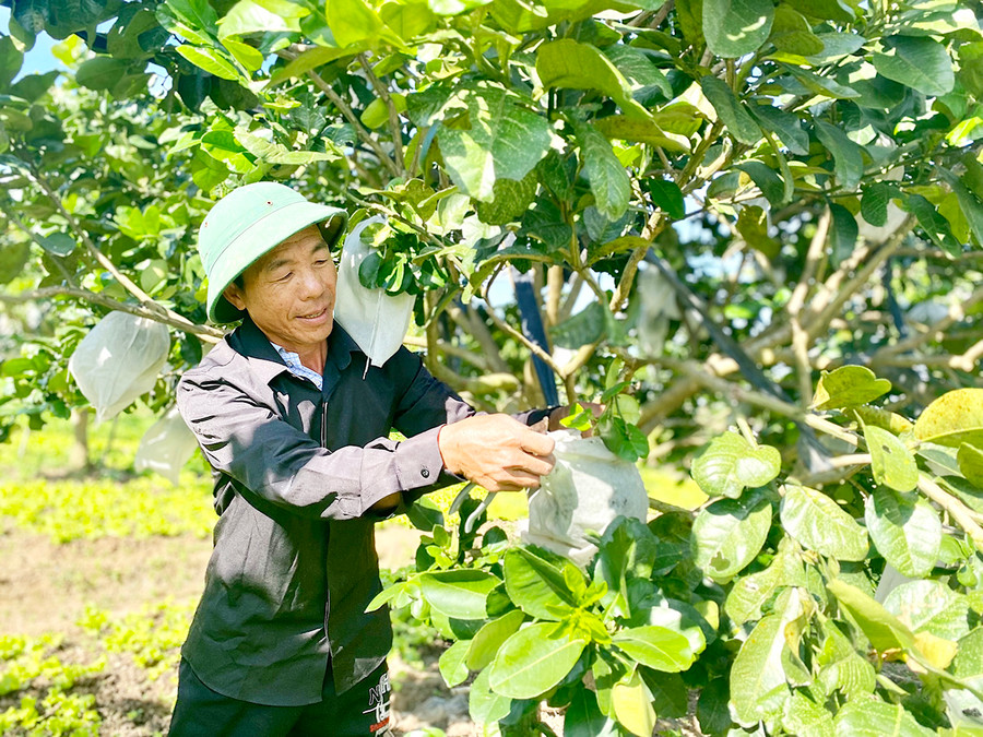 Ông Hoàng Văn Hùng (tổ 7, phường An Bình, thị xã An Khê) chăm sóc vườn bưởi của gia đình. Ảnh: Mộc Trà  Ông Hoàng Văn Hùng (tổ 7, phường An Bình, thị xã An Khê) chăm sóc vườn bưởi của gia đình. Ảnh: Mộc Trà
