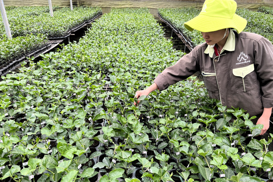 Vườn ươm giống chanh dây của Công ty cổ phần Nafoods Group. Ảnh: Sang Phương
