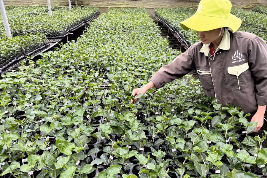 Vườn ươm giống chanh dây của Công ty cổ phần Nafoods Group. Ảnh: Sang Phương