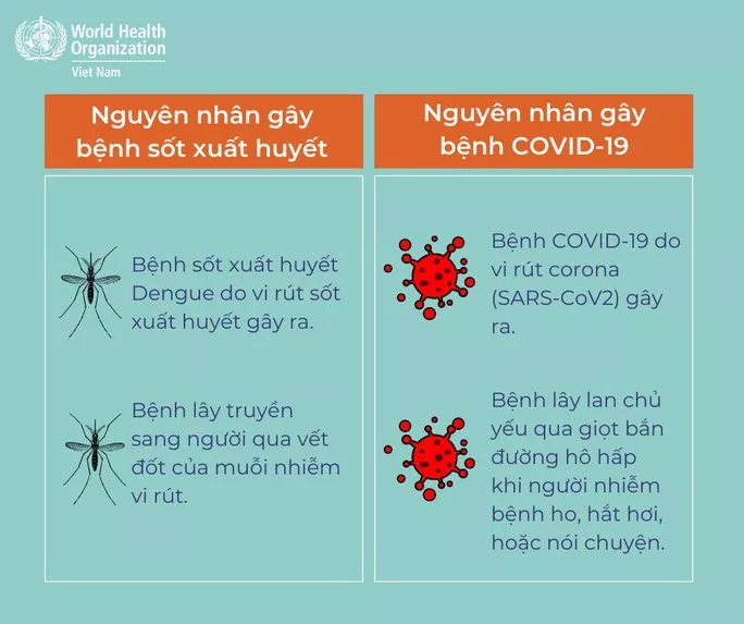 Virus gây bệnh sốt xuất huyết và COVID-19 hoàn toàn khác nhau