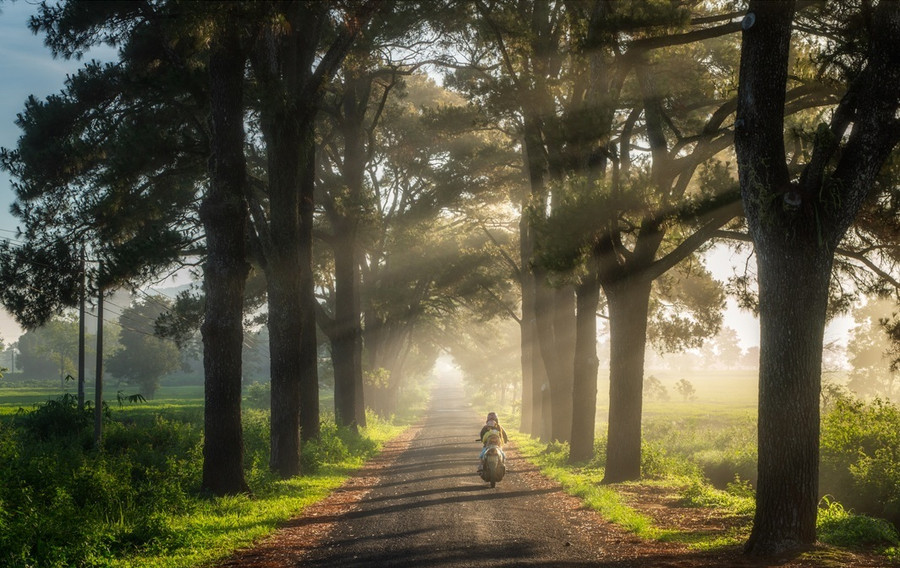 Hàng thông trăm tuổi đẹp như mơ ở xã Nghĩa Hưng, huyện Chư Păh. Ảnh tư liệu