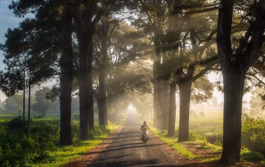 Hàng thông trăm tuổi đẹp như mơ ở xã Nghĩa Hưng, huyện Chư Păh. Ảnh tư liệu
