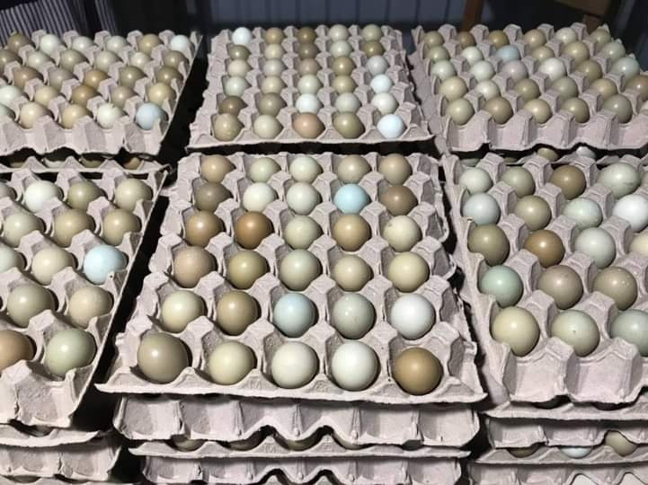 Trứng chim trĩ tại trang trại của anh Tuân là sản phẩm được chứng nhận đạt OCOP 3 sao. Ảnh: Bá Hoàng