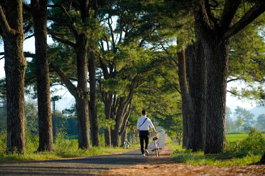 Ở một góc ảnh khác, bạn có thể thấy được vườn chè xanh mướt ở bên hàng thông. Ảnh: Bùi Văn Hải