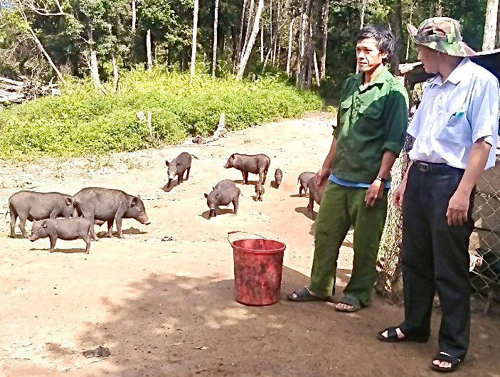 Nhờ tham gia mô hình nuôi heo đen nên hộ ông Đinh Văn Mên (làng Kon Lốc 1, xã Đak Rong, huyện Kbang) đã vươn lên thoát nghèo. Ảnh: Minh Phương