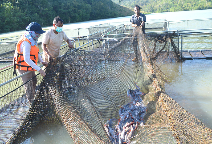  Mô hình nuôi cá lồng của người dân làng Dôch 1 (xã Ia Kreng, huyện Chư Păh) cho thu nhập cao. Ảnh: Anh Huy 