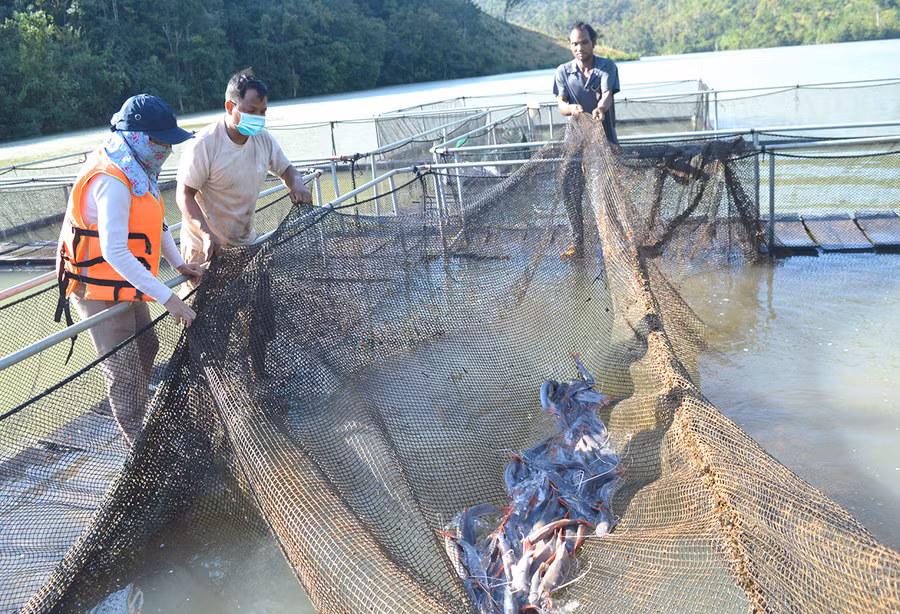  Mô hình nuôi cá lồng của người dân làng Dôch 1 (xã Ia Kreng, huyện Chư Păh) cho thu nhập cao. Ảnh: Anh Huy 
