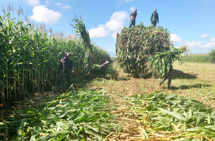Mô hình trồng bắp sinh khối ở huyện Ia Pa cho thu nhập cao. Ảnh: Lê Nam Phòng Nông nghiệp và PTNT huyện Chư Păh tổ chức hội thảo đầu bờ mô hình cánh đồng lúa một giống. Ảnh: Lê Nam