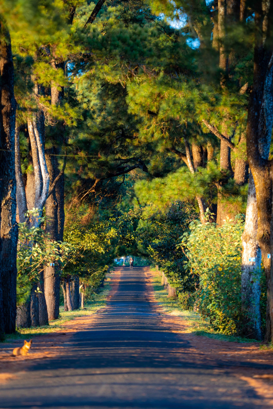  Khu vực con đường thông không chỉ được ví như lá phổi xanh của Pleiku, nơi này còn là điểm đến nổi tiếng của giới trẻ phố núi và du khách. Ảnh: Bùi Văn Hải