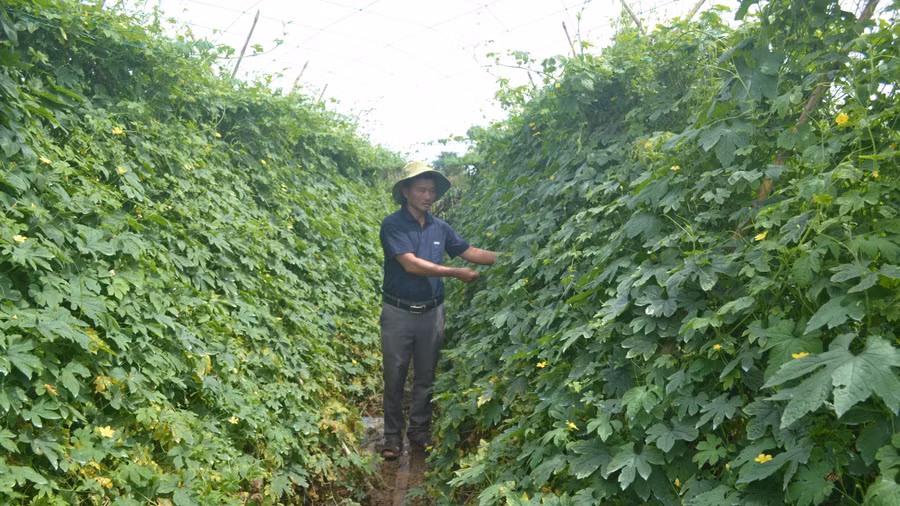 Ông Nguyễn Văn Hồng (xã Ia Băng, huyện Đak Đoa) chăm sóc vườn khổ qua của gia đình. Ảnh: Hoàng Cư