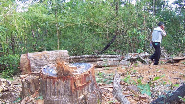 Hiện trường vụ phá rừng xảy ra tại xã Chư Krêy thuộc lâm phần do Công ty TNHH một thành viên Lâm nghiệp Ia Pa quản lý. Ảnh Hạ Vy