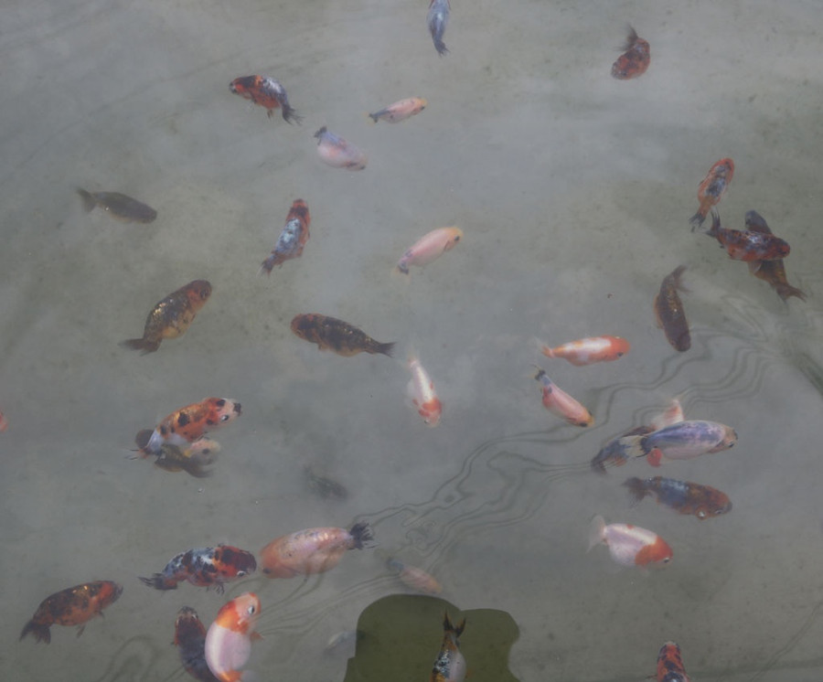 Những con cá vàng đạt tiêu chuẩn mới được đem bán cho khách hàng. Ảnh: Phúc Kha Những con cá vàng đạt tiêu chuẩn mới được đem bán cho khách hàng. Ảnh: Phúc Kha