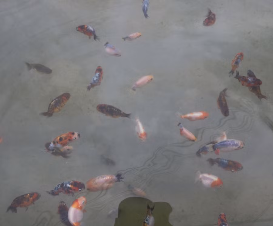 Những con cá vàng đạt tiêu chuẩn mới được đem bán cho khách hàng. Ảnh: Phúc Kha