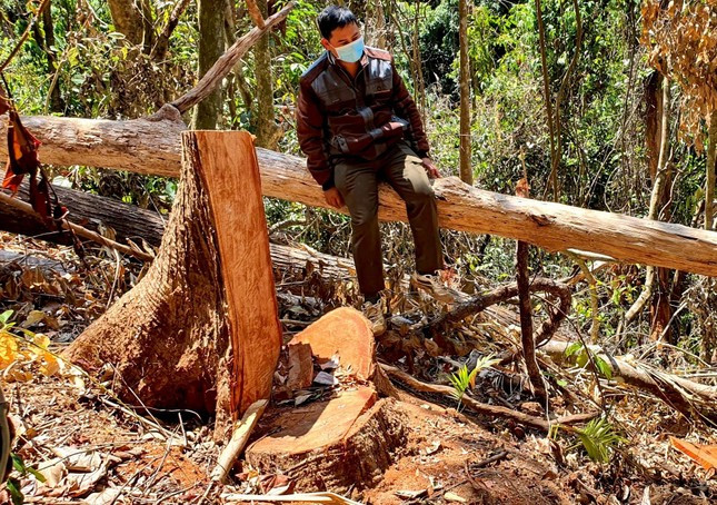 Hiện trường vụ khai thác lâm sản trái phép. Ảnh minh họa