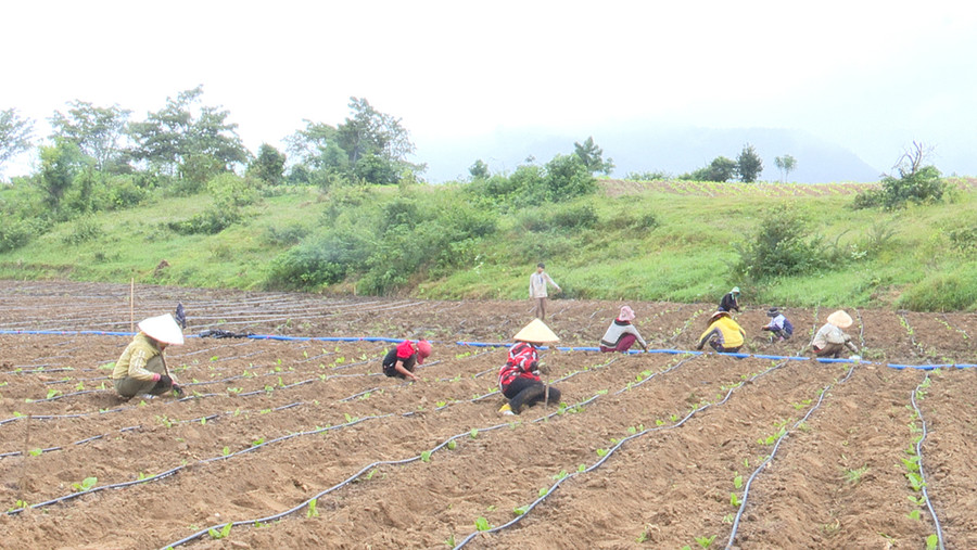 Người dân buôn Ia Rnho, xã Đất Bằng, huyện Krông Pa lắp đặt hệ thống tưới nhỏ giọt cho cây thuốc lá. Ảnh: Lê Nam