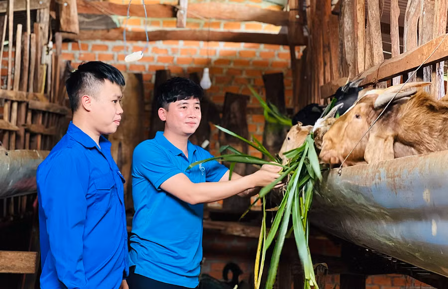 Anh Đỗ Lê Công Thành (bìa phải) chia sẻ kinh nghiệm chăm sóc vật nuôi cho thanh niên. Ảnh: Minh Nhật Anh Đỗ Lê Công Thành (bìa phải) chia sẻ kinh nghiệm chăm sóc vật nuôi cho thanh niên. Ảnh: Minh Nhật