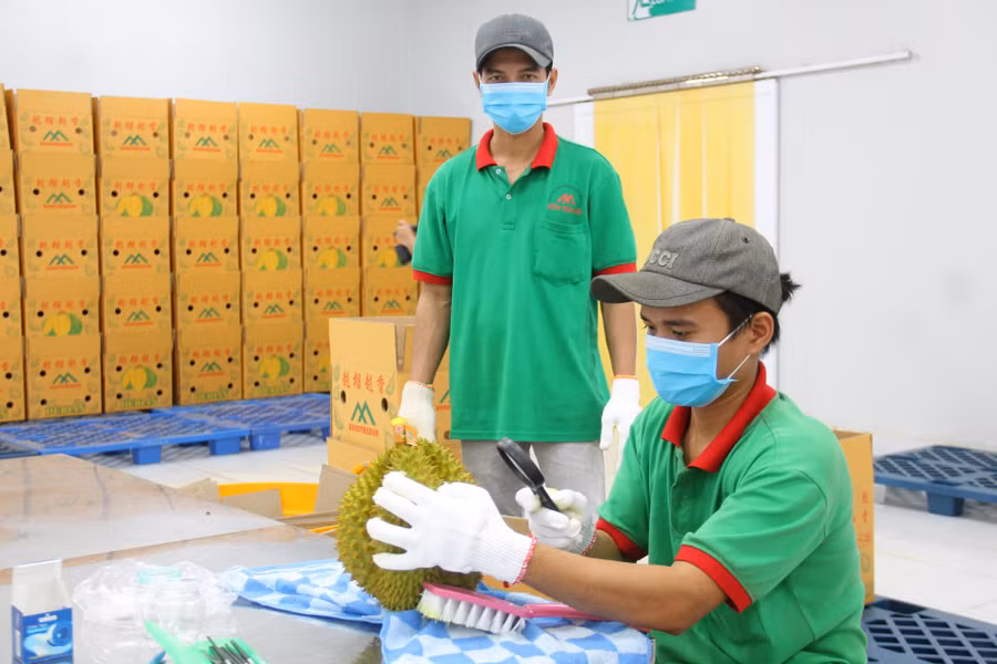 Sầu riêng xuất khẩu chính ngạch được kiểm tra kỹ lưỡng tại cơ sở đóng gói của Công ty Cổ phần thương mại dịch vụ Dũng Thái Sơn .