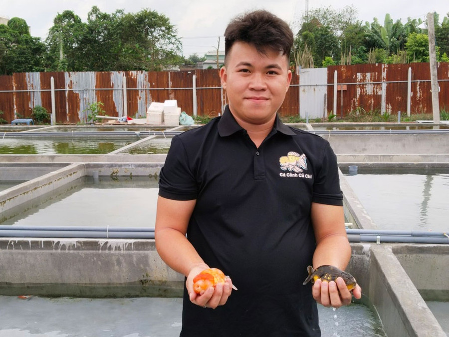 Anh Trần Quốc Đạt thu về trăm triệu đồng mỗi tháng nhờ nuôi cá vàng. Ảnh: Phúc Kha Anh Trần Quốc Đạt thu về trăm triệu đồng mỗi tháng nhờ nuôi cá vàng. Ảnh: Phúc Kha