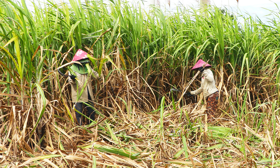 Niên vụ 2022-2023, năng suất mía đạt khoảng 70 tấn/ha giúp người trồng mía khu vực phía Đông tỉnh có lời 35-40 triệu đồng/ha. Ảnh: Ngọc Minh Bước vào niên vụ 2022-2023, Nhà máy Đường An Khê đưa ra mức giá bảo hiểm 1,05 triệu đồng/tấn mía 10 chữ đường giúp người trồng mía nâng cao thu nhập. Ảnh: Ngọc Minh