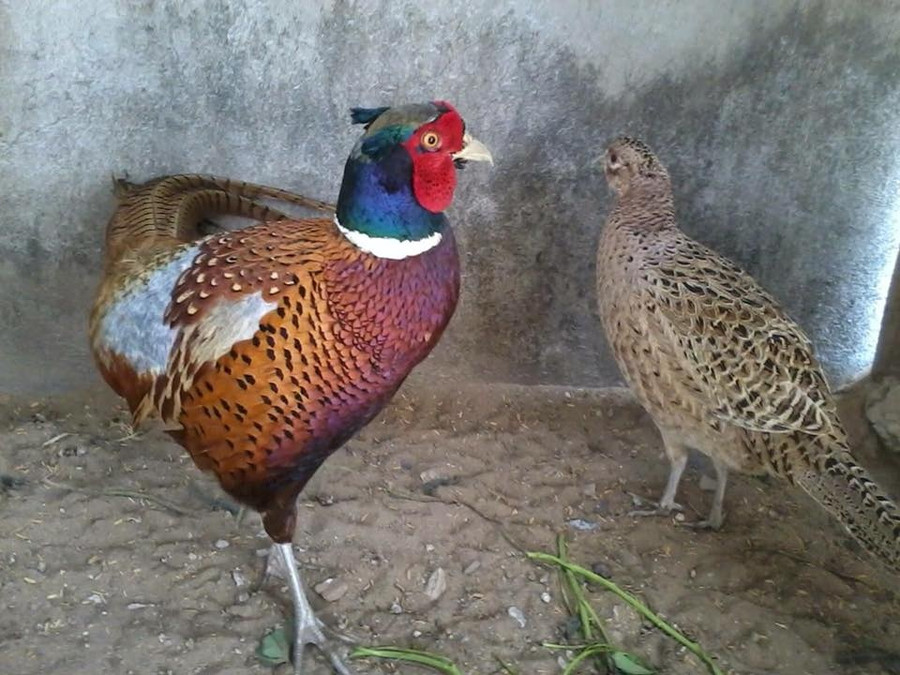 Loài chim từng vào sách đỏ đã giúp anh Tuân khởi nghiệp thành công. Ảnh: Bá Hoàng