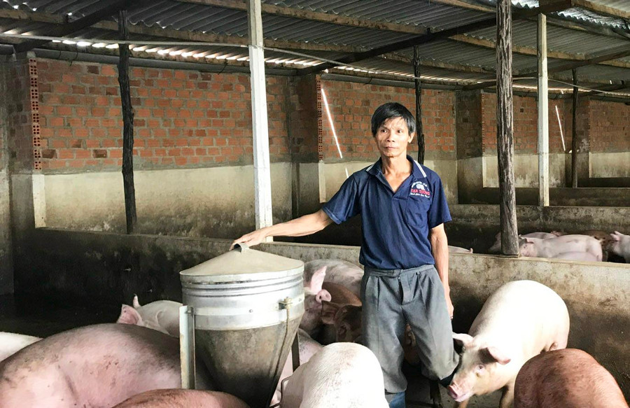 Ông Hùng lo lắng vì giá heo xuống thấp. Ảnh: Phạm Ngọc