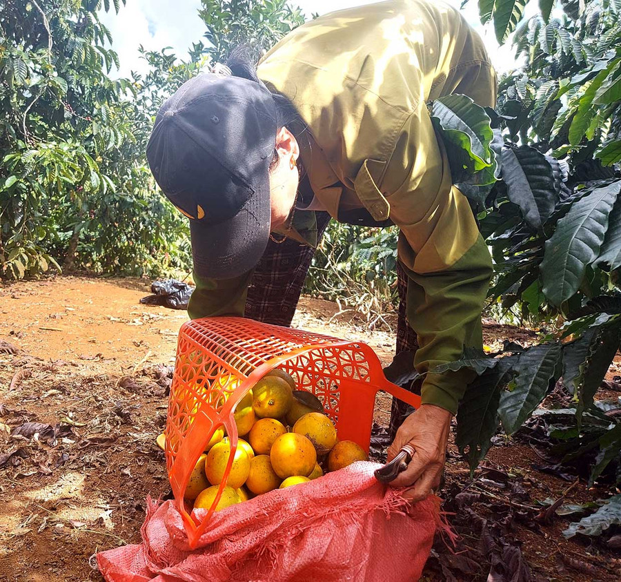 Cam, quýt Kbang đang được thị trường trong nước ưa chuộng. Ảnh: Hoành Sơn Cam, quýt Kbang đang được thị trường trong nước ưa chuộng. Ảnh: Hoành Sơn