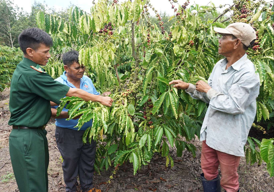  Cán bộ chiến sĩ Đồn Biên phòng Rờ Kơi giúp dân phát triển kinh tế. Ảnh: T.T