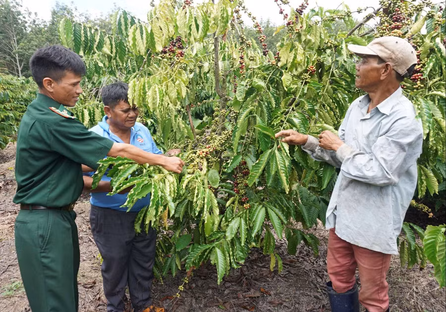  Cán bộ chiến sĩ Đồn Biên phòng Rờ Kơi giúp dân phát triển kinh tế. Ảnh: T.T
