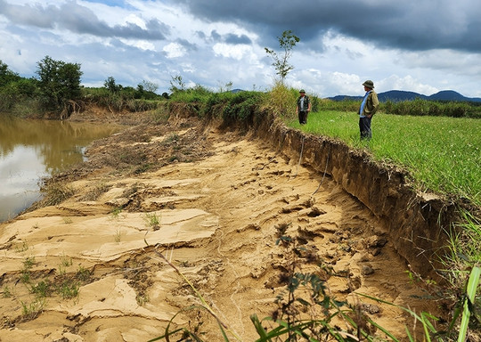 Ruộng rẫy của người dân gần bãi tập kết cát của Công ty TNHH Khai thác cát Đoàn Kết sạt lở nghiêm trọng