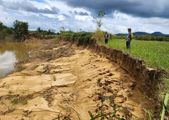 Ruộng rẫy của người dân gần bãi tập kết cát của Công ty TNHH Khai thác cát Đoàn Kết sạt lở nghiêm trọng
