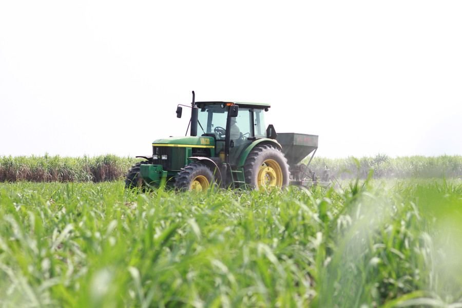 Cơ giới hóa trong chăm sóc cây mía.Ảnh: TTCS Gia Lai cung cấp