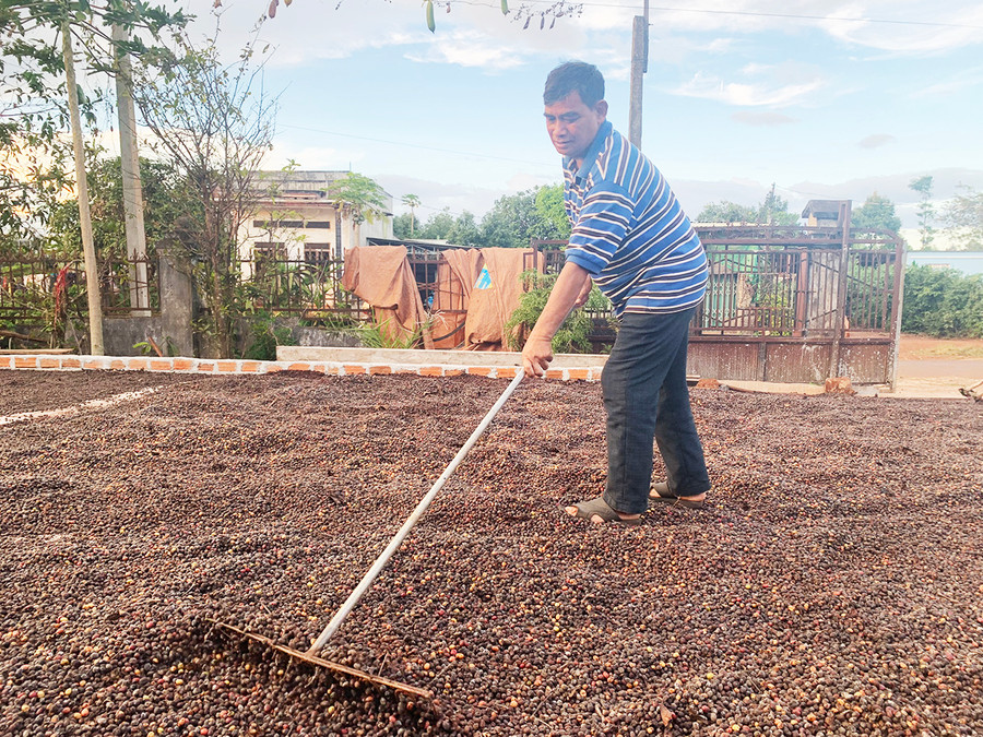 Ông Yơu là điển hình trong phòng trào sản xuất kinh doanh giỏi ở xã Glar. Ảnh: R'Ô HOK Ông Yơu là điển hình tiên tiến trong phòng trào sản xuất kinh doanh giỏi ở xã Glar. Ảnh: R'Ô HOK