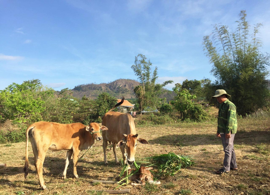 Nhờ được hỗ trợ bò sinh sản, gia đình ông Đinh Tơn (làng Bút, xã An Thành, huyện Đak Pơ) đã thoát nghèo. Ảnh: Thiên Di