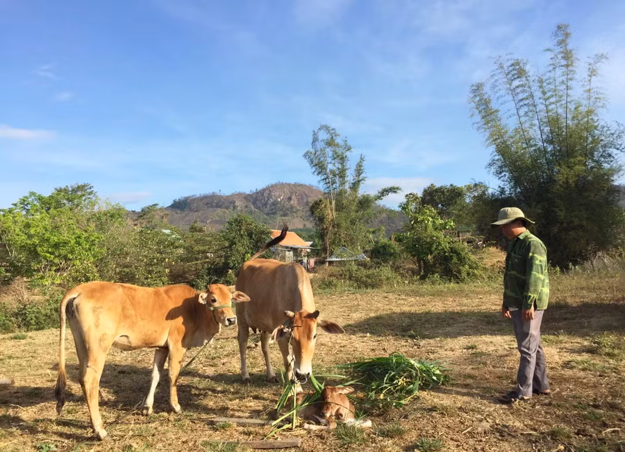 Nhờ được hỗ trợ bò sinh sản, gia đình ông Đinh Tơn (làng Bút, xã An Thành, huyện Đak Pơ) đã thoát nghèo. Ảnh: Thiên Di
