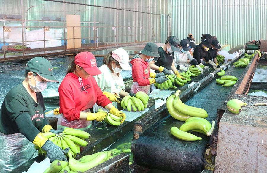  Mã số vùng trồng là cơ sở định danh cho một vùng sản xuất đảm bảo quy định của nước nhập khẩu về kiểm dịch thực vật, an toàn thực phẩm và truy xuất nguồn gốc. Còn mã số cơ sở đóng gói là mã định danh được quy định cấp cho một cơ sở đóng gói. Tất cả quá trình từ phân loại, sơ chế, bảo quản và đóng gói đều được thực hiện tại đây và theo quy trình phù hợp với yêu cầu về kiểm dịch thực vật của nước nhập khẩu.