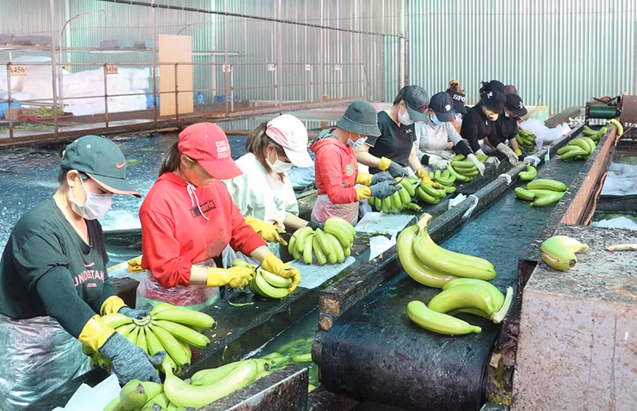  Mã số vùng trồng là cơ sở định danh cho một vùng sản xuất đảm bảo quy định của nước nhập khẩu về kiểm dịch thực vật, an toàn thực phẩm và truy xuất nguồn gốc. Còn mã số cơ sở đóng gói là mã định danh được quy định cấp cho một cơ sở đóng gói. Tất cả quá trình từ phân loại, sơ chế, bảo quản và đóng gói đều được thực hiện tại đây và theo quy trình phù hợp với yêu cầu về kiểm dịch thực vật của nước nhập khẩu.