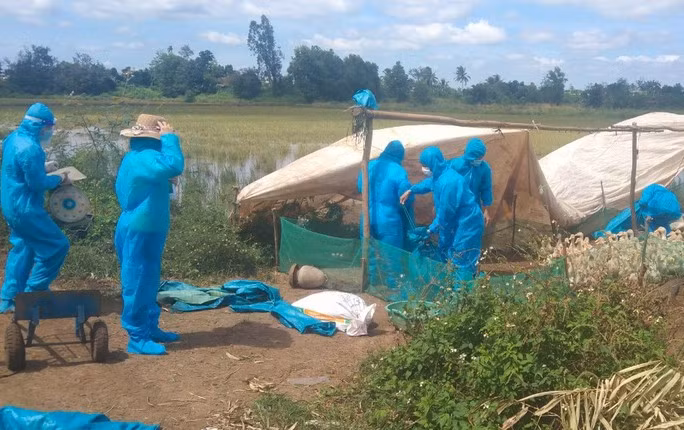 Lực lượng chức năng tổ chức tiêu hủy đàn gia cầm mắc cúm A/H5N1. Ảnh: Báo Người Lao động Lực lượng chức năng tổ chức tiêu hủy đàn gia cầm mắc cúm A/H5N1. Ảnh: Báo Người Lao động