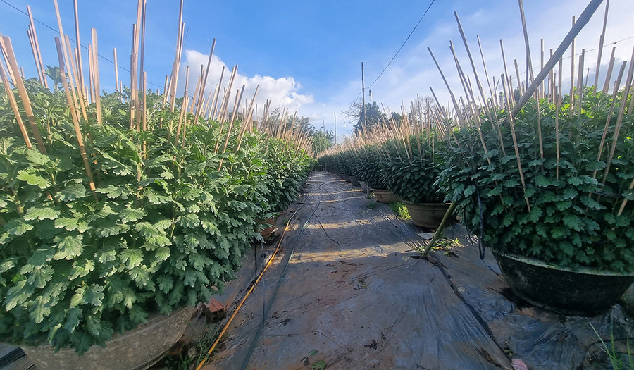 Để hoa cúc nở đúng dịp tết, nhà vườn đầu tư hệ thống đèn thắp sáng sưởi ấm cho cây. Ảnh: Ngọc Sang