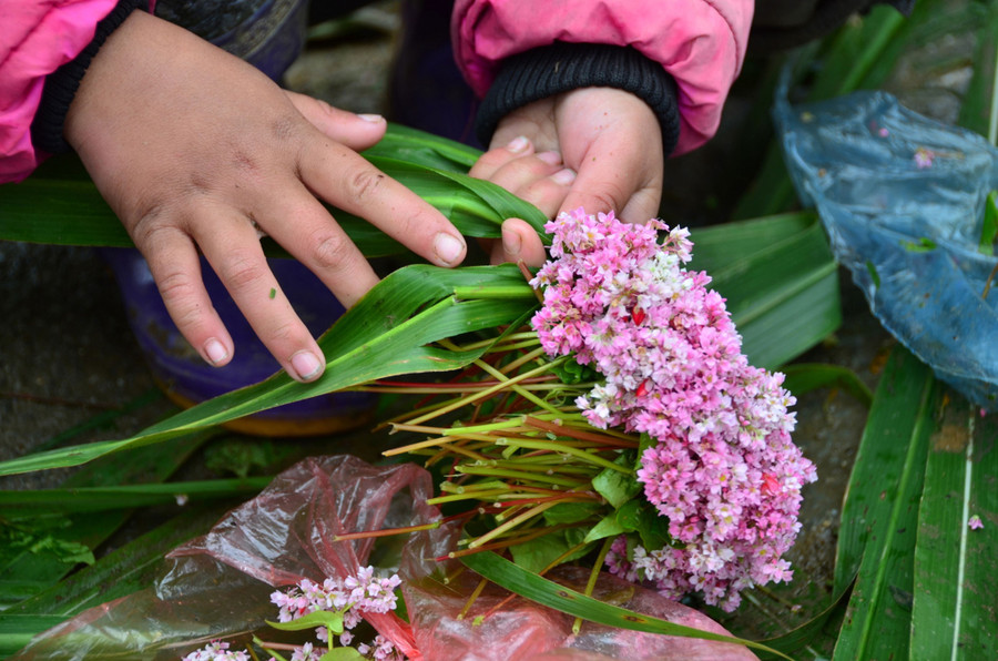 Mùa hoa tam giác mạch cũng là mùa chơi của trẻ em người H’mông