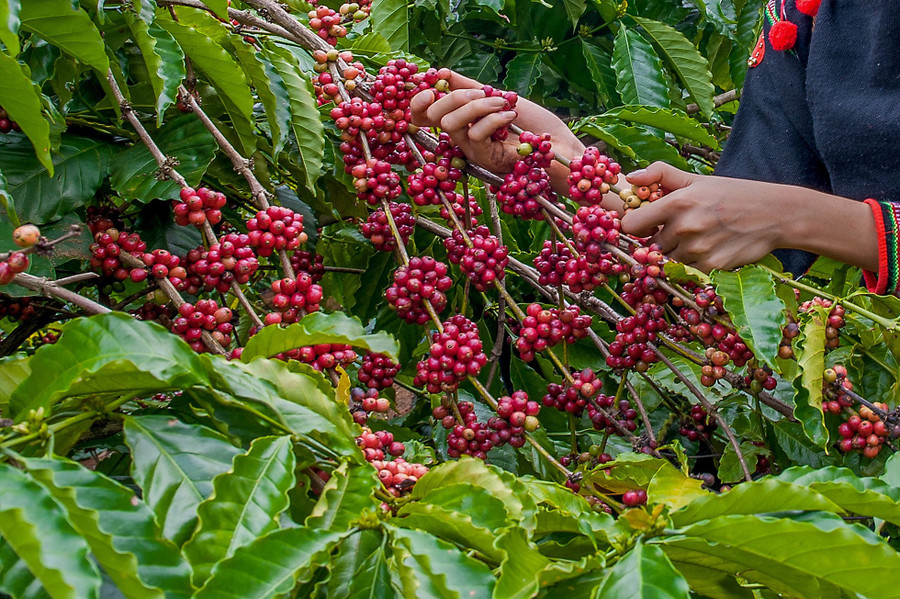 Người nông dân và doanh nghiệp ở Đắk Nông đã chú trọng đến việc sản xuất cà phê chất lượng cao để xây dựng thương hiệu. Ảnh: Phan Tuấn