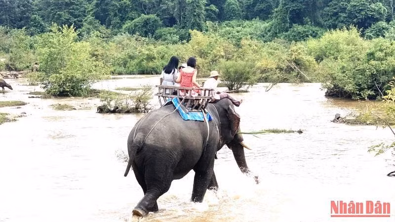 Dự án do tổ chức AAF tài trợ sẽ góp phần đẩy nhanh việc chuyển đổi mô hình du lịch cưỡi voi sang mô hình du lịch thân thiện với voi trên địa bàn tỉnh Đắk Lắk.