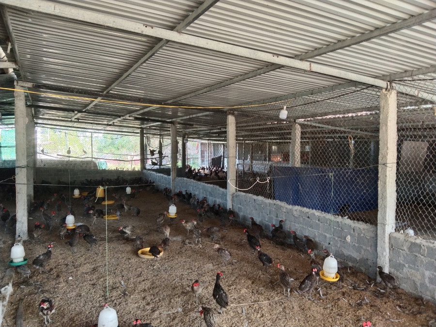 Từ vài chục con để thử nghiệm, đến nay trang trại của anh Tuân đã phát triển số lượng trên 1.000 con. Ảnh: Bá Hoàng